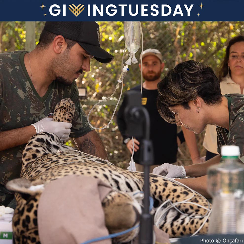 GivingTuesday: Help Jaguars Burned During Wildfires