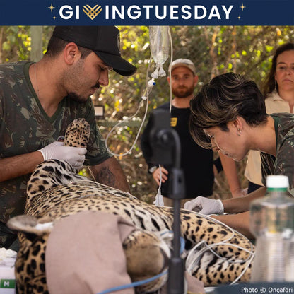 GivingTuesday: Help Jaguars Burned During Wildfires