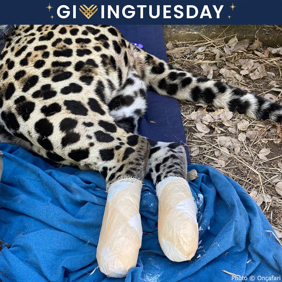 GivingTuesday: Help Jaguars Burned During Wildfires