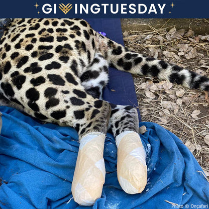 GivingTuesday: Help Jaguars Burned During Wildfires