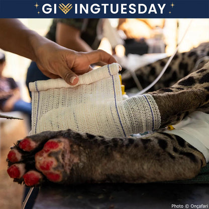 GivingTuesday: Help Jaguars Burned During Wildfires