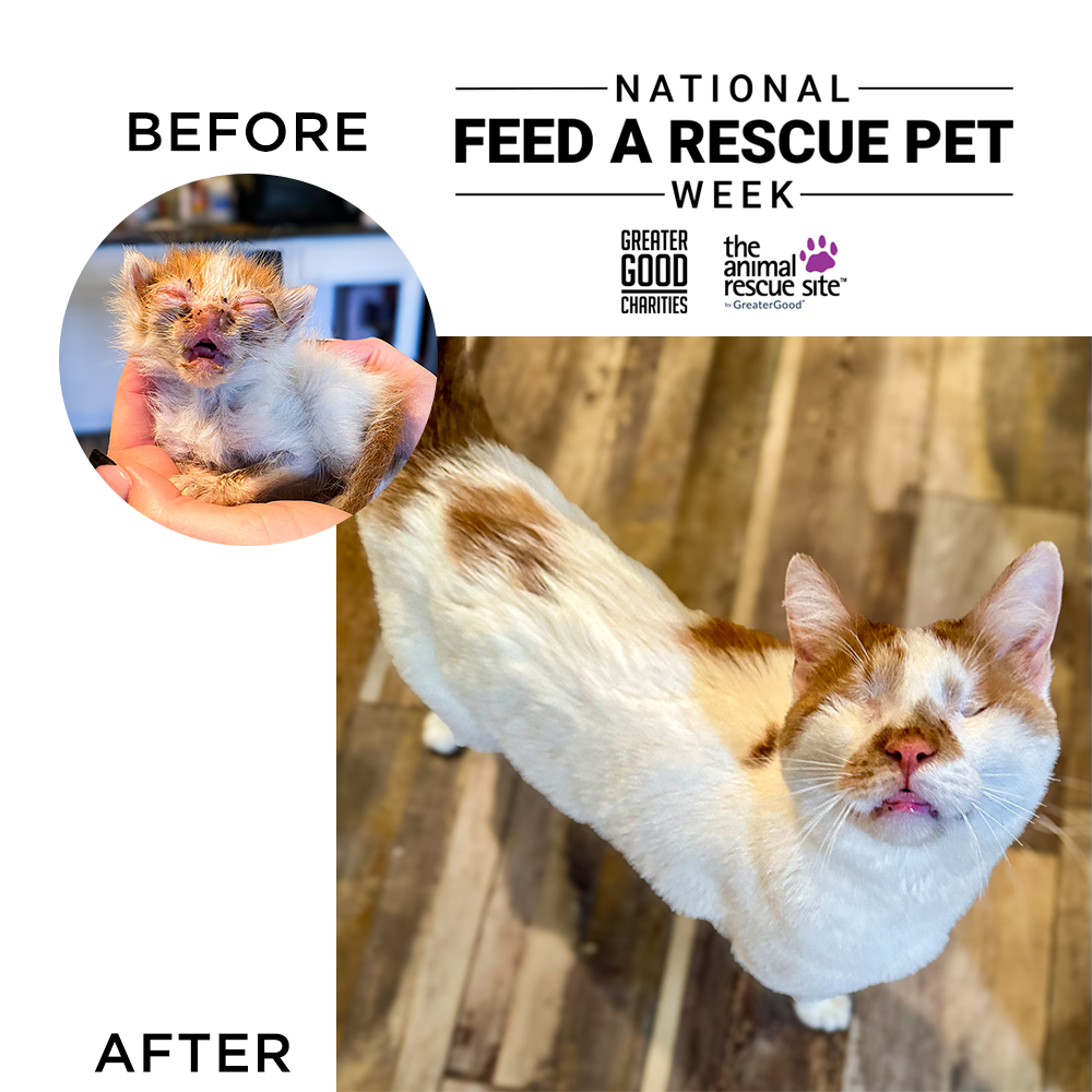 National Feed a Rescue Pet Week - Provide 3 Million Meals for Pets in Need