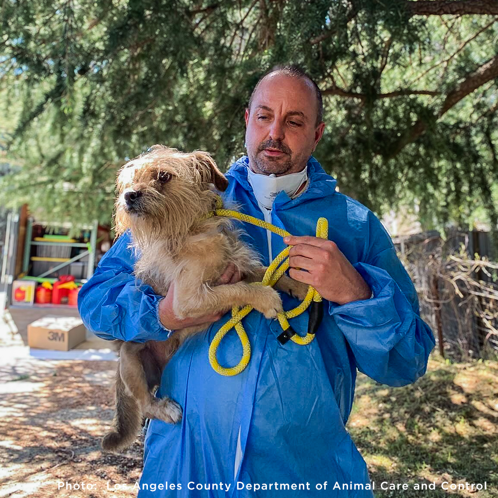 300+ Pets Rescued in Horrific Animal Welfare Case