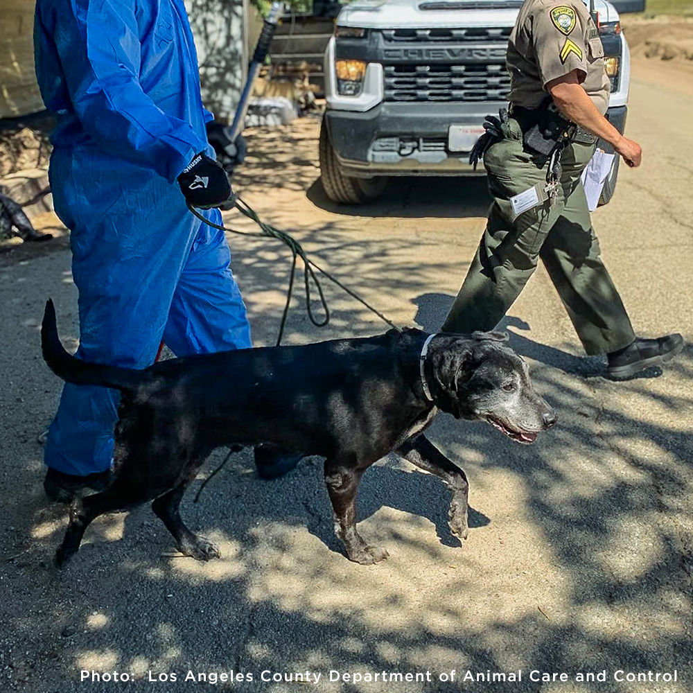 300+ Pets Rescued in Horrific Animal Welfare Case