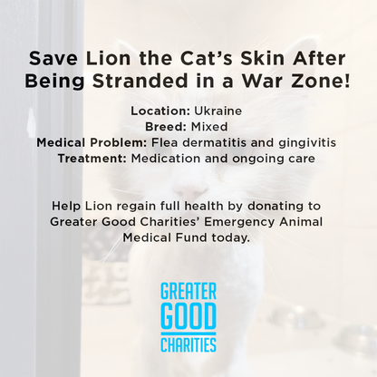 Help Lion Heal After Being Stranded in a War Zone