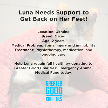 Funded: Luna Needs Support to Get Back on Her Feet