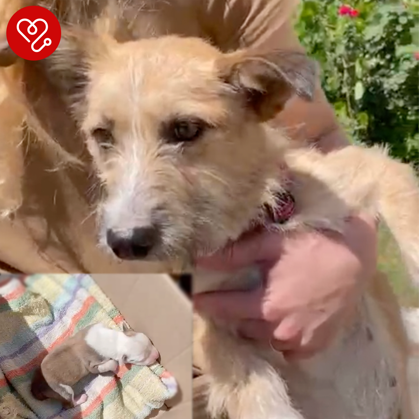 Funded: Help Save Malnourished Mama and Her Newborn Puppy Found in War Zone