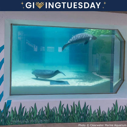 GivingTuesday: Help Save Rehabilitated Manatees