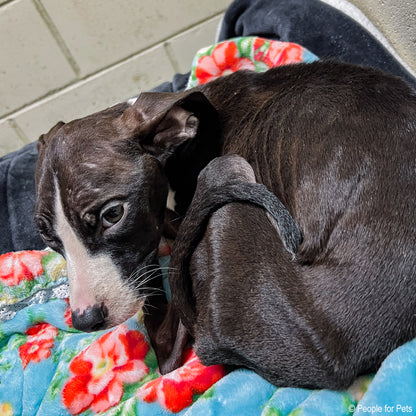 National Feed a Rescue Pet Week - Provide 3 Million Meals for Pets in Need