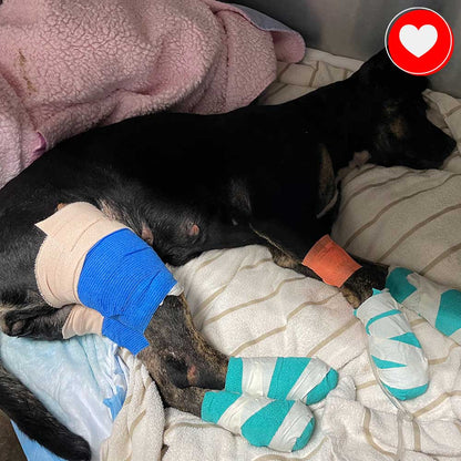 Funded - Help a Pup Saved From the Maui Wildfires