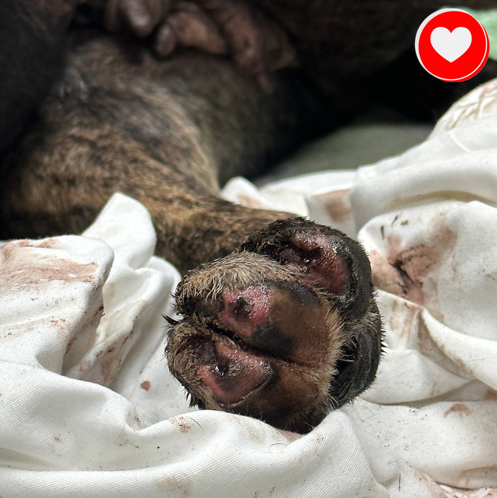 Funded - Help a Pup Saved From the Maui Wildfires