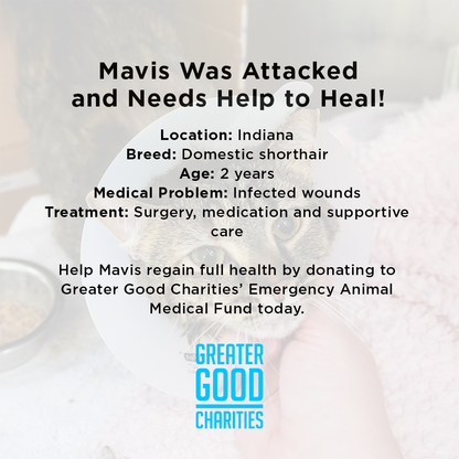 Funded: Mavis was Attacked and Needs Help to Heal