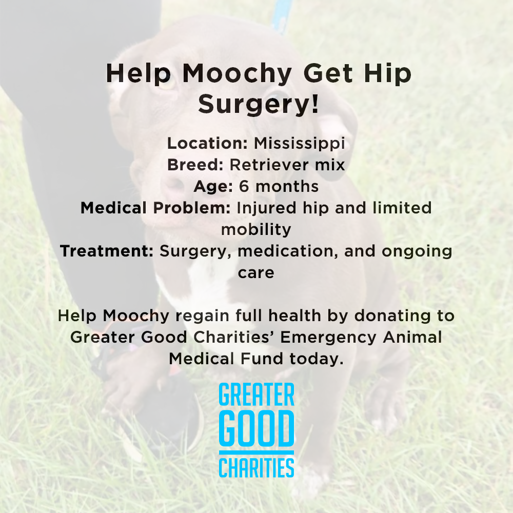 Funded: Help Moochy Get Hip Surgery & Heal From A Broken Leg
