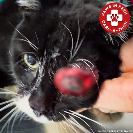 Neo with Painful Protruding Eye Needs Emergency Surgery