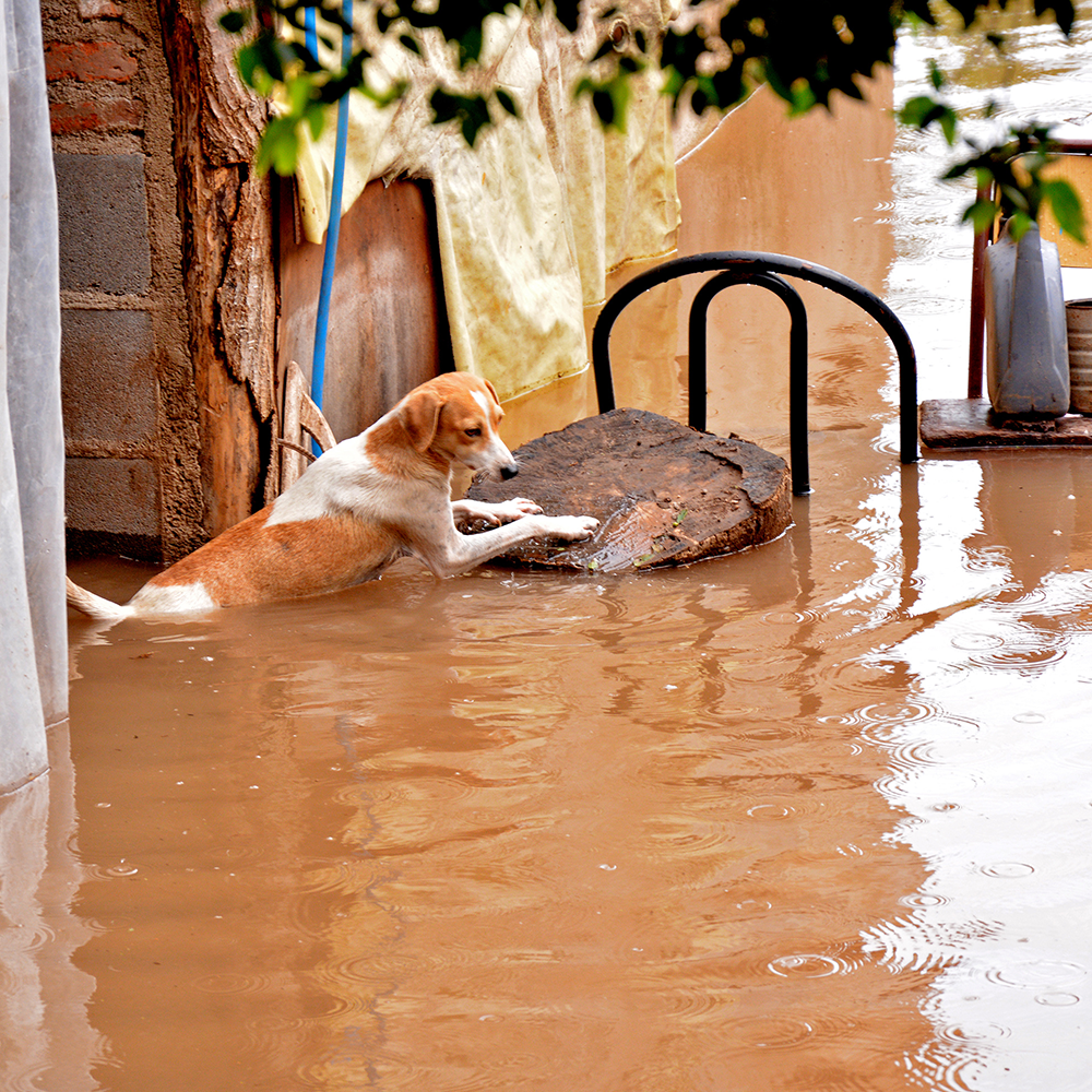 Help People and Pet Survivors of Devastating Floods in Nepal