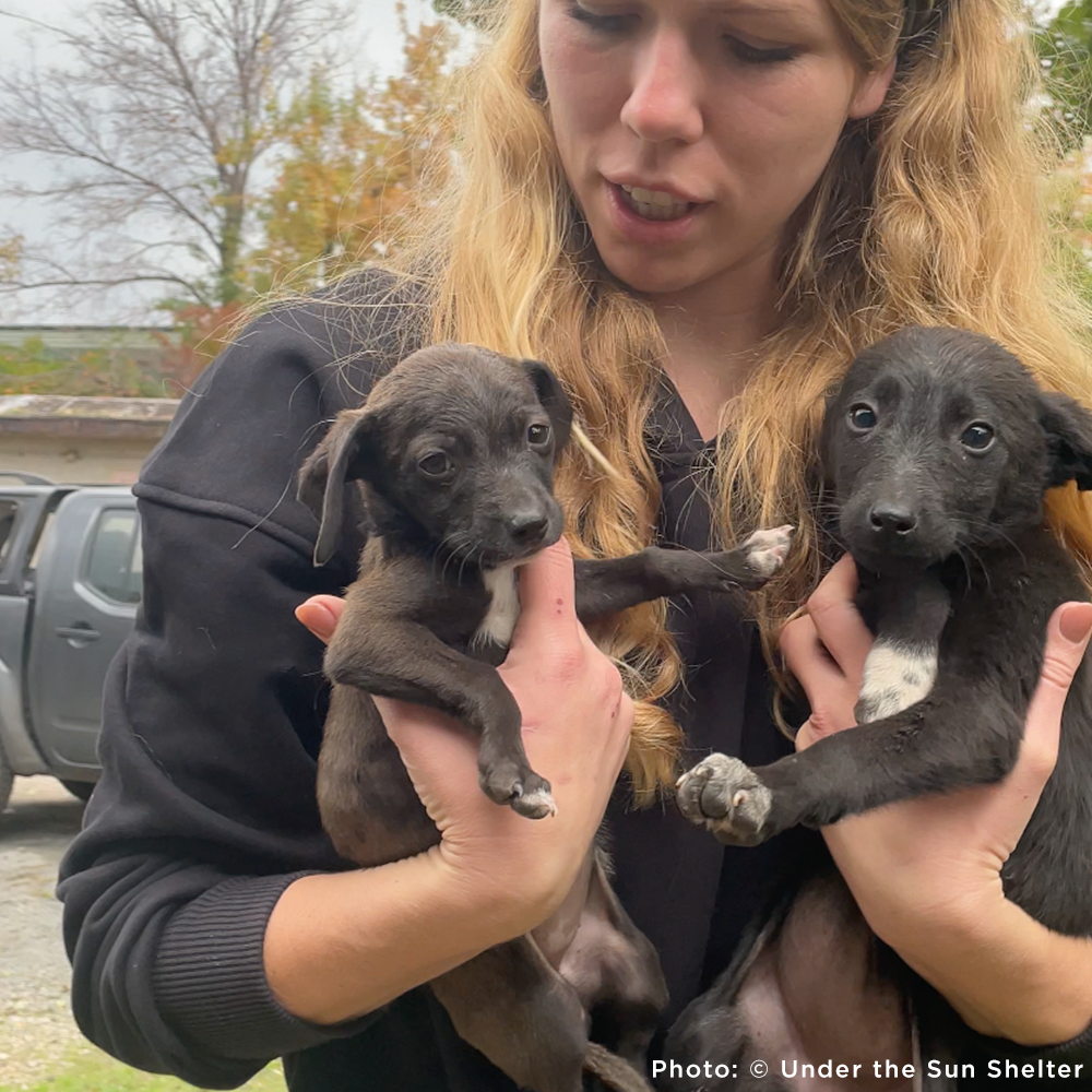 Funded: 36 Newborn Puppies Rescued from War Zone Need Care