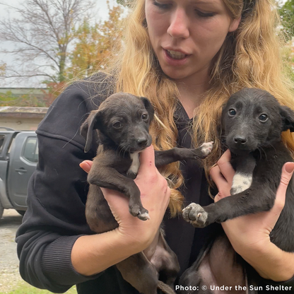 Funded: 36 Newborn Puppies Rescued from War Zone Need Care