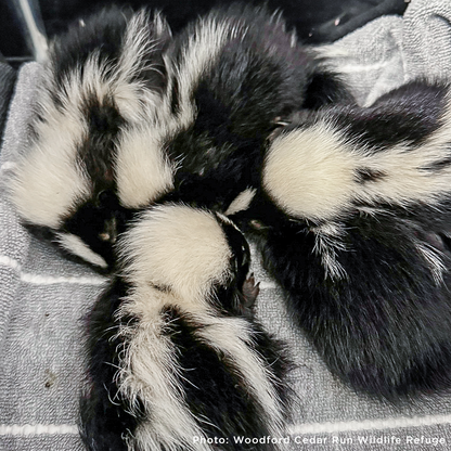 Help Provide Lifesaving Care to Orphaned and Injured Baby Wildlife