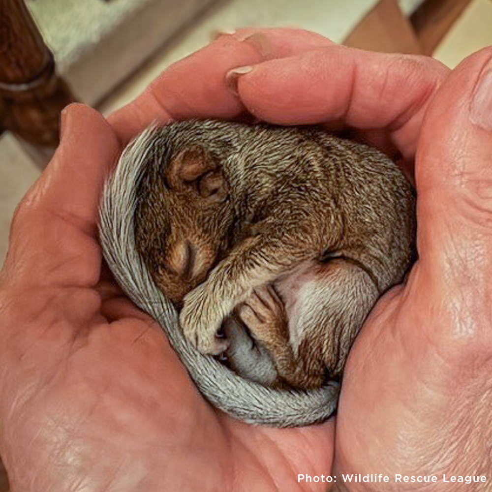 Help Provide Lifesaving Care to Orphaned and Injured Baby Wildlife