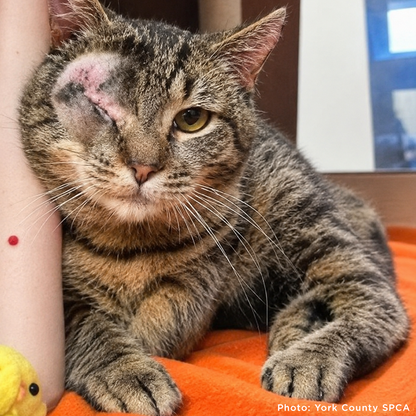153 Animals Rescued From Hoarding Horrors Are Now Fighting for Their Lives
