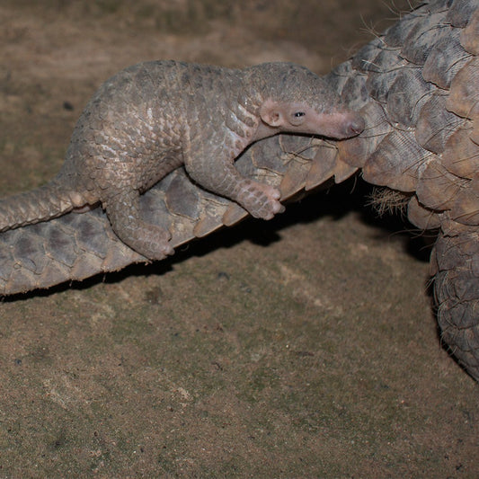 Project Peril: Protect the Pangolin from Extinction