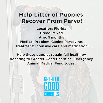 Funded: Help Litter of Puppies Recover From Life-Threatening Parvo