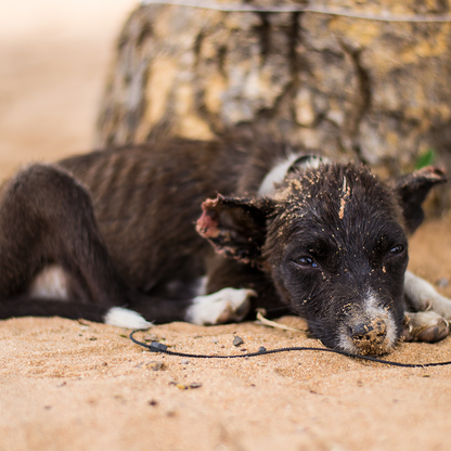 Save Pets' Lives After Major Cases of Abuse and Neglect