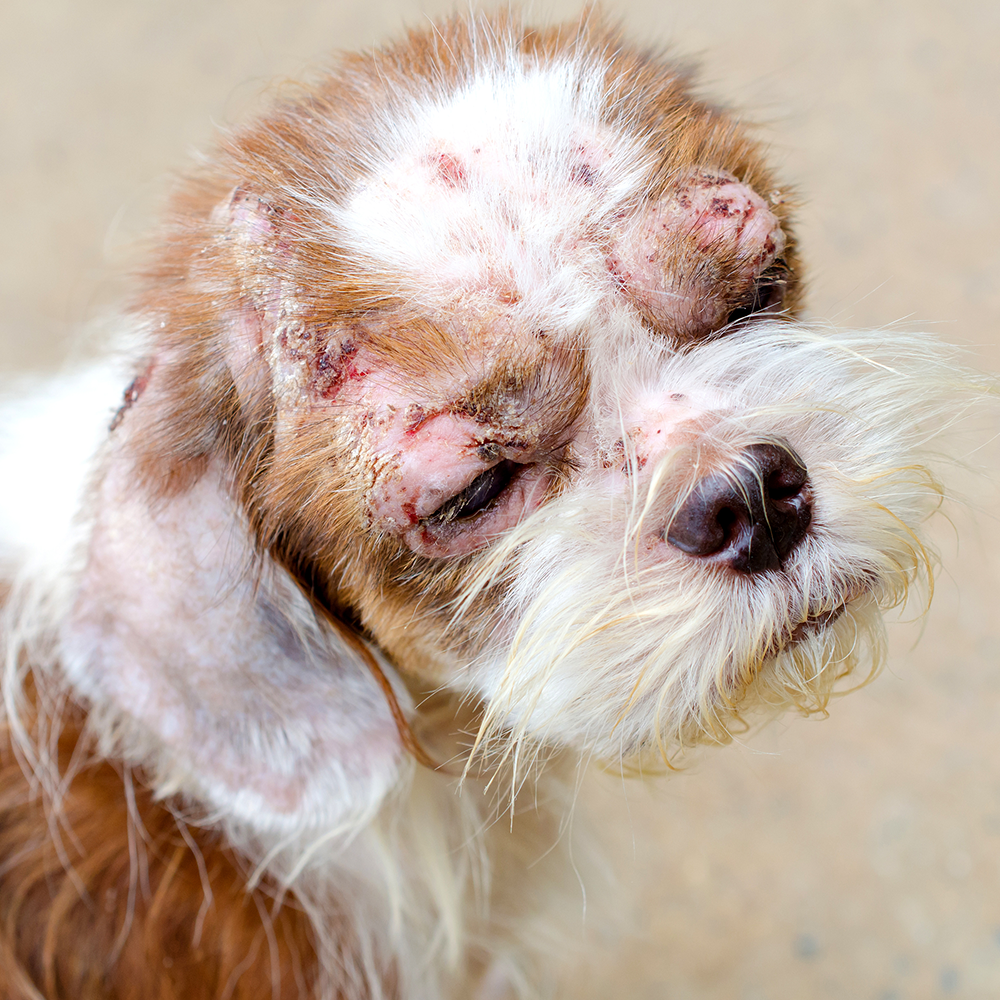 Save Pets' Lives After Major Cases of Abuse and Neglect