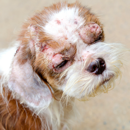 Save Pets' Lives After Major Cases of Abuse and Neglect