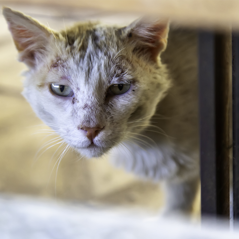 Save Pets' Lives After Major Cases of Abuse and Neglect