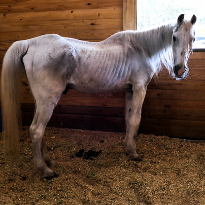 Save Pets' Lives After Major Cases of Abuse and Neglect