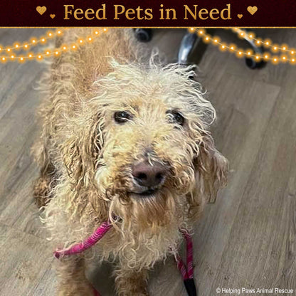 Holiday Food Drive: Feed Shelter Pets in Need