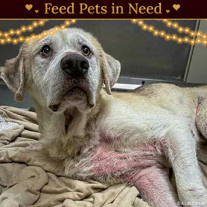 Holiday Food Drive: Feed Shelter Pets in Need