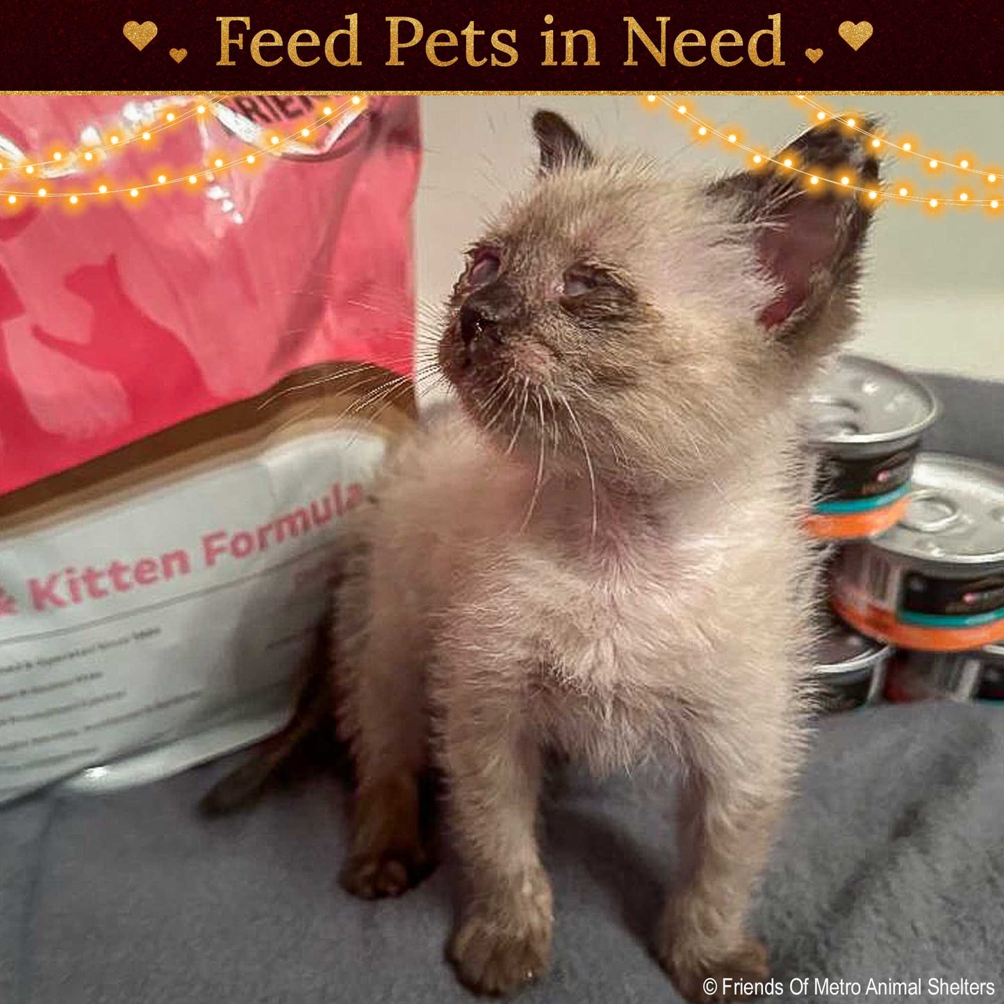 Holiday Food Drive: Feed Shelter Pets in Need