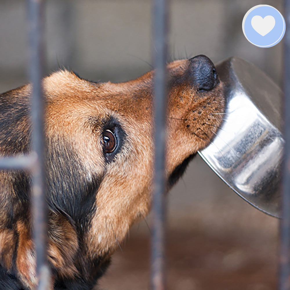 Care Packages for Shelter Pets