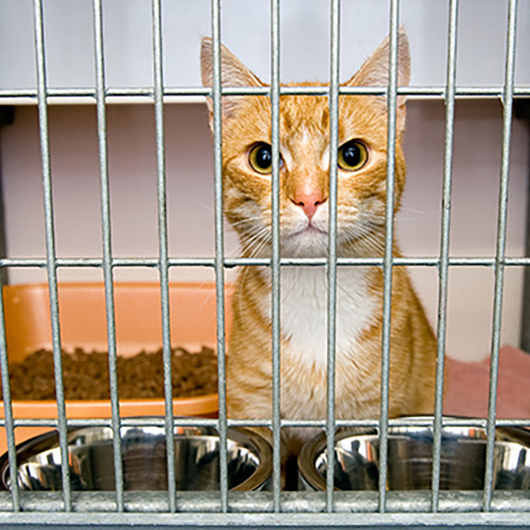 Send a Care Package to a Shelter Pet