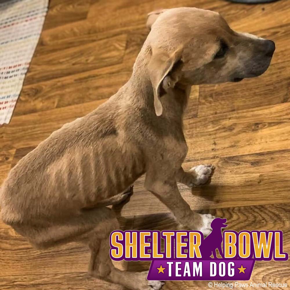 Shelter Bowl 2026: Feed Hungry Shelter Pets