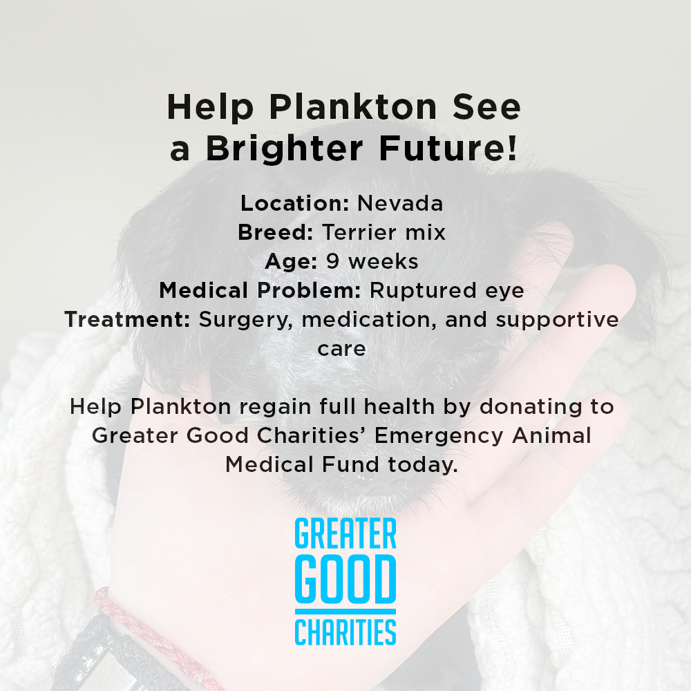 Help Plankton See a Brighter Future