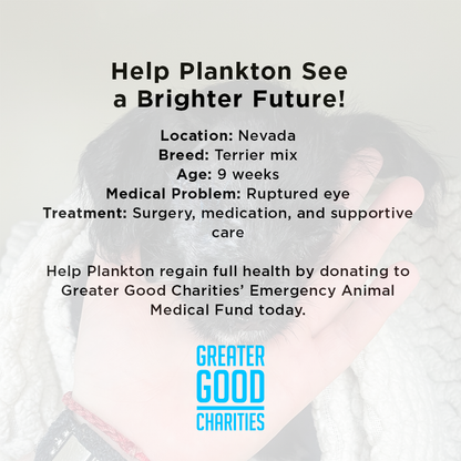 Help Plankton See a Brighter Future