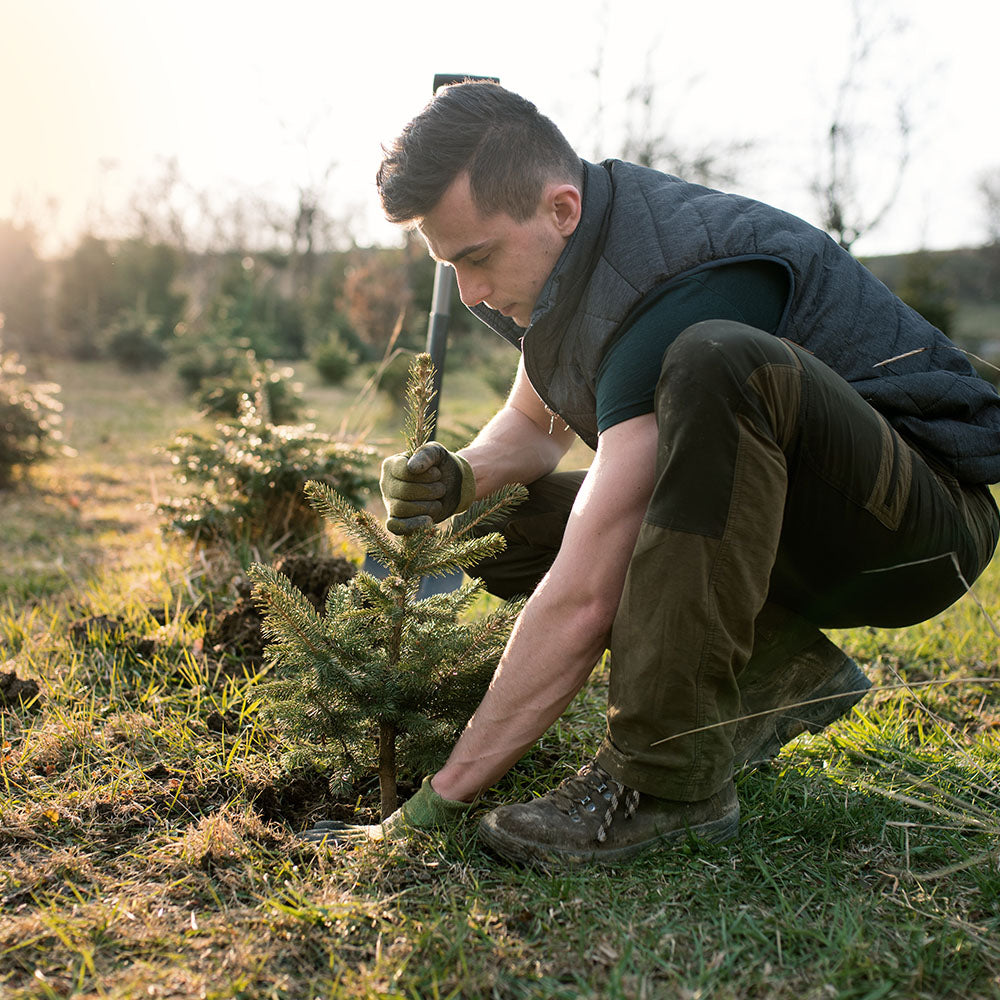 Give the Earth a Gift: Plant a Tree