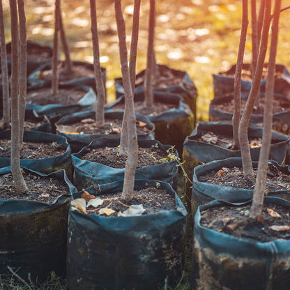 Give the Earth a Gift: Plant a Tree