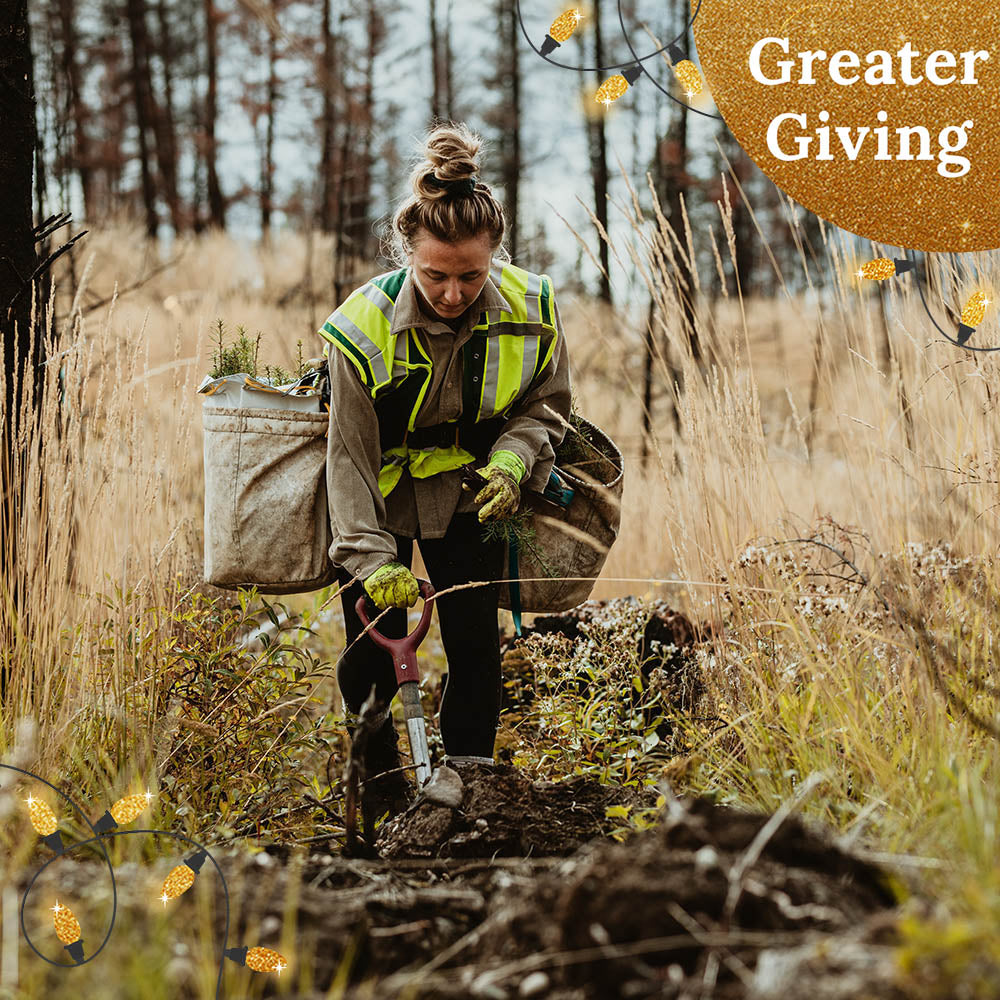 Give the Earth a Gift: Plant a Tree for the Holidays