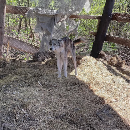 Funded: Dog Abandoned Near Frontlines with Life-Threatening Disease Needs Your Support to Survive