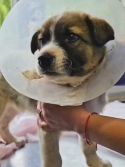 Help Brăduț Heal from a Severe Back Wound