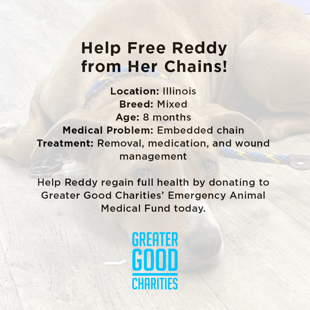 Funded: Help Free Reddy from Her Chains