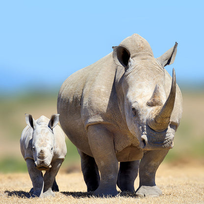 Project Peril: Act Now Before Critically Endangered Species Disappear