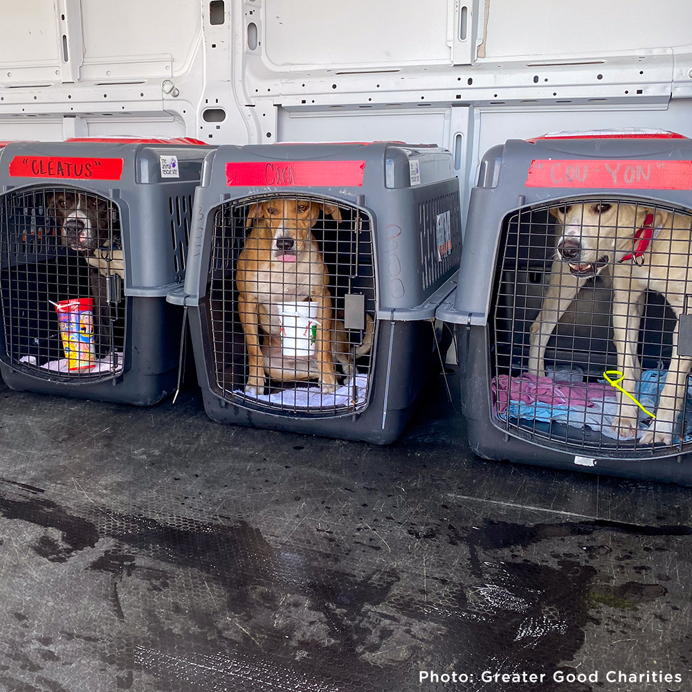 Help Fly Pets to Freedom