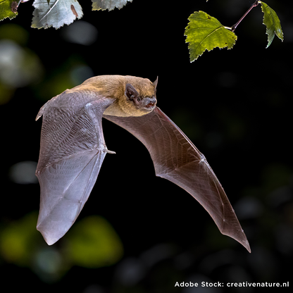 Project Peril: Help Save the Bat