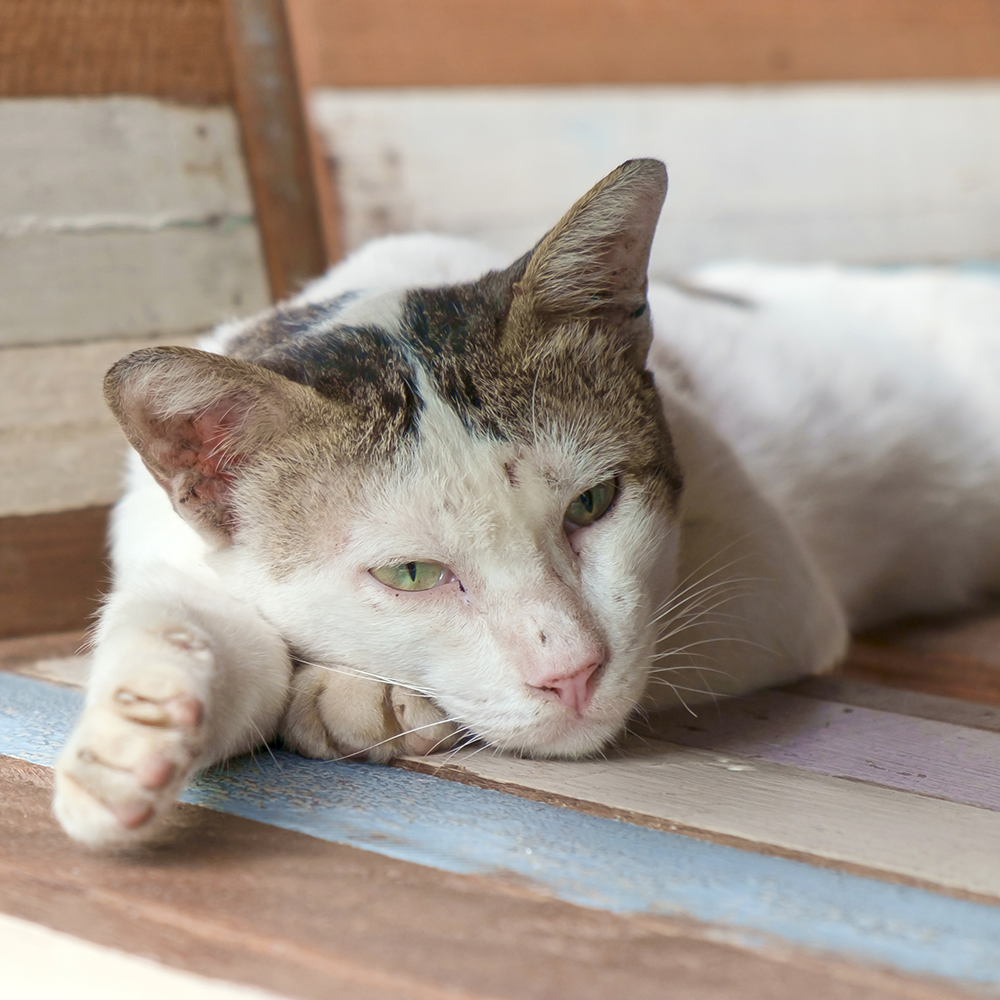 Send Support Packages to Senior Cats