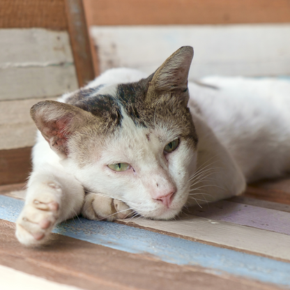 Send Support Packages to Senior Cats